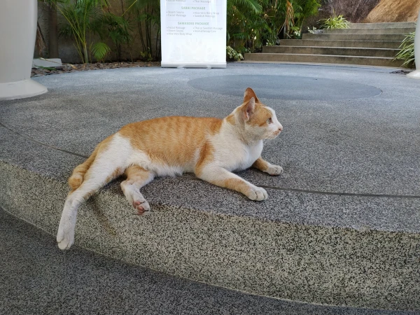 Ресторанный котейка)