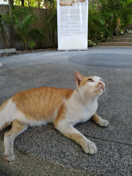 Ресторанный котейка)