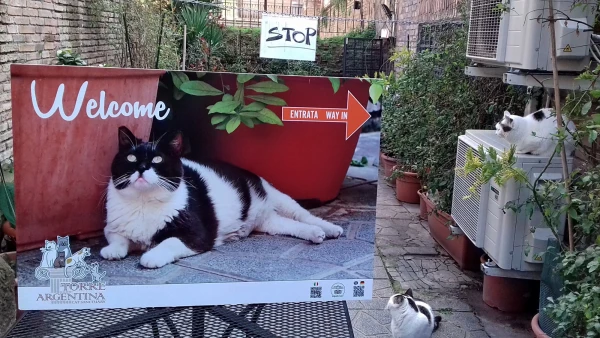 Котики Арджентины