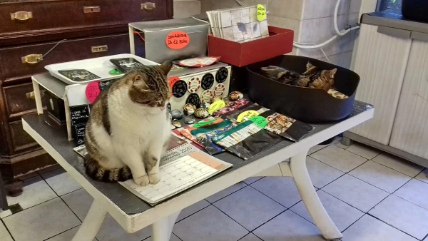 Котики Арджентины