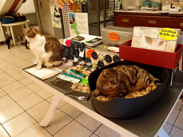 Котики Арджентины