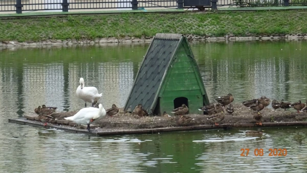 Белый пруд
