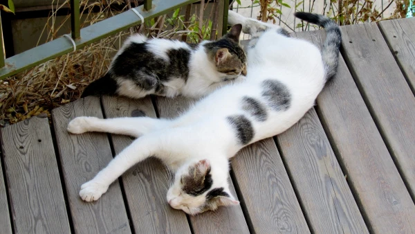 Турецкий котёнок сосёт турецкое молоко у турецкой кошки.