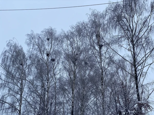Шуя. Вороньи гнёзда