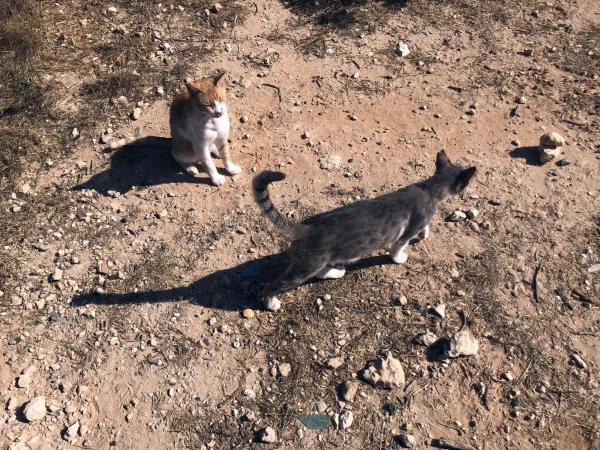 Очень много кошек