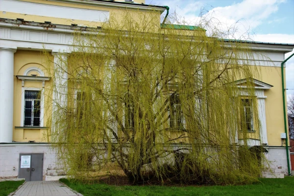 Тульские зарисовки. Весенняя ива.