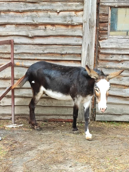 ослик