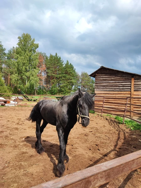 красавчик