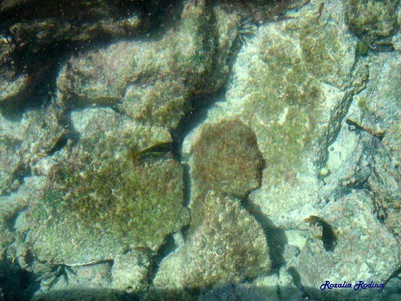 прозрачные воды лагуны