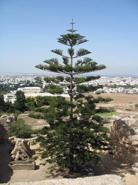 Местная ёлка