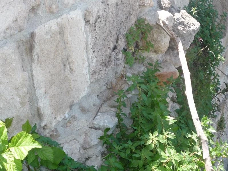Аббатство Беллапаис