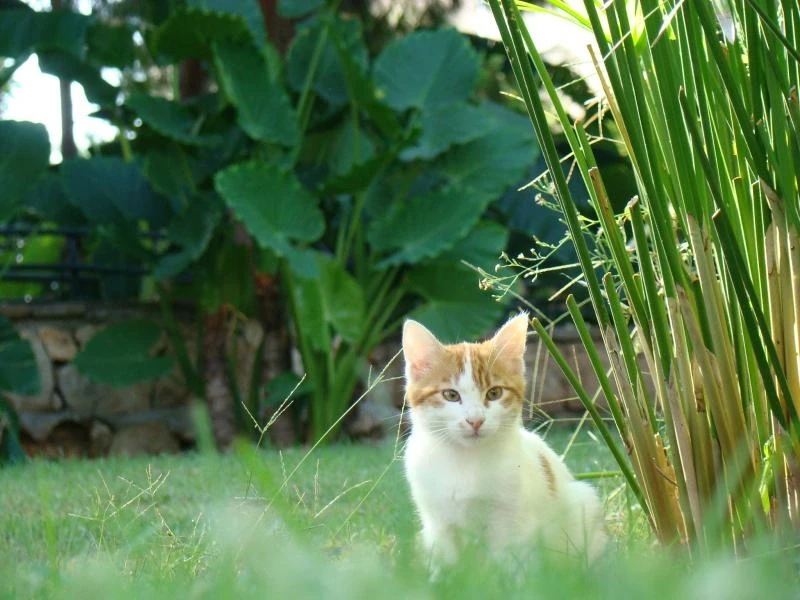 Местный котик