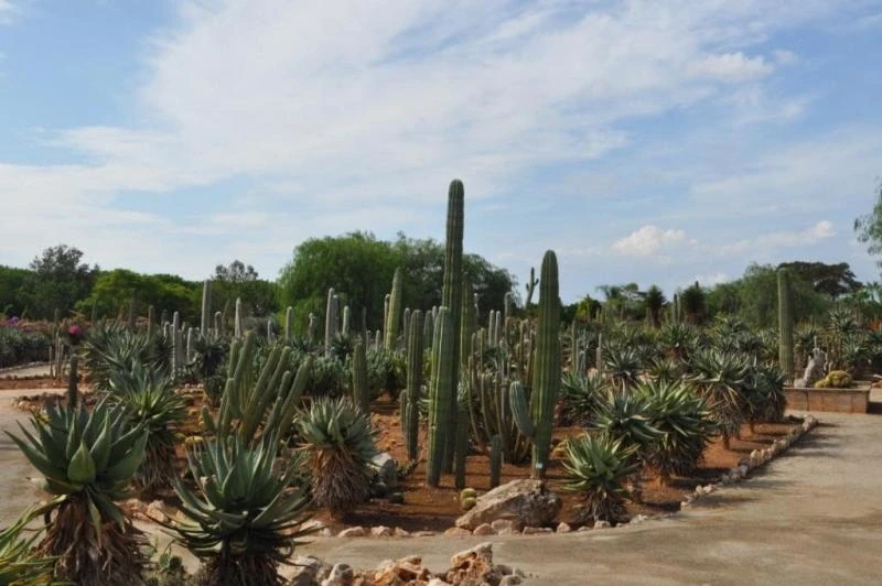 Парк Botanicactus - огромный музей кактусовых растений под открытым небом