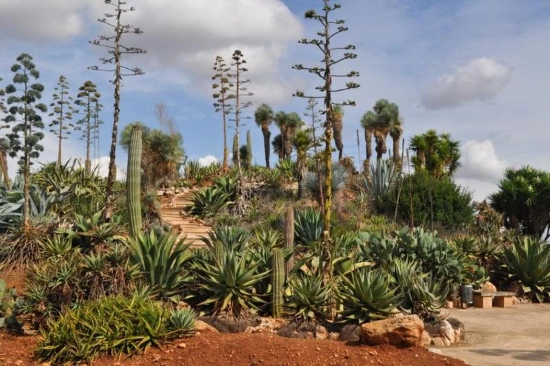 Парк Botanicactus расположен на 150 000 кв.м под палящим солнцем