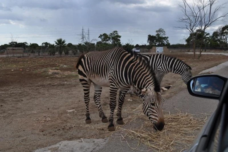 На Safari-zoo можно поздороваться в окно автомобиля с зеброй, например...