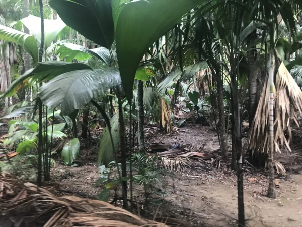Vallee de Mai