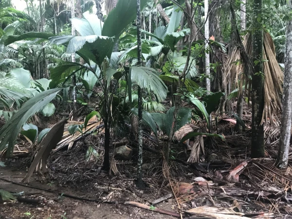Vallee de Mai.Джунгли