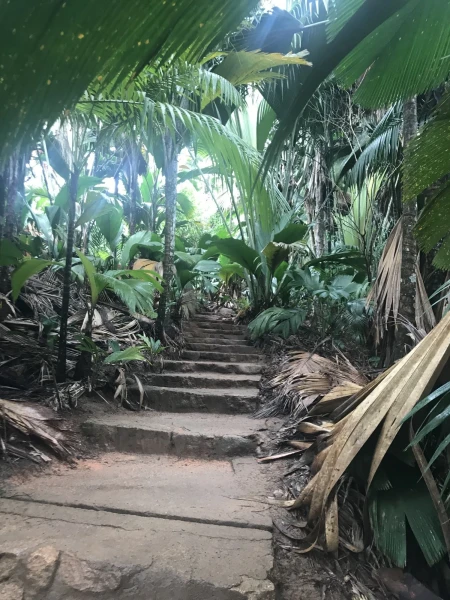 Vallee de Mai.Джунгли