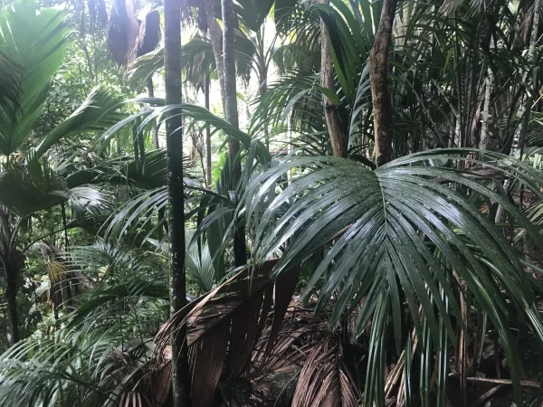 Vallee de Mai.Джунгли