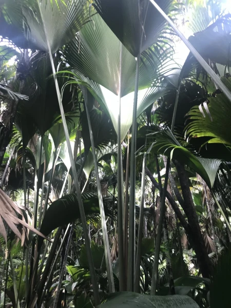 Vallee de Mai.Джунгли