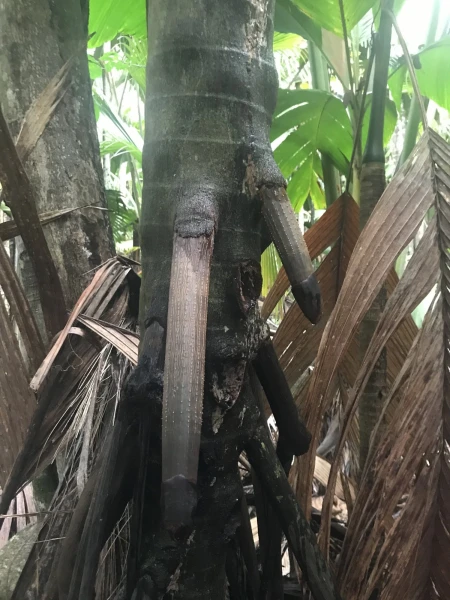 Vallee de Mai.Джунгли
