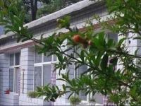 Beijing Shidu Laoyuweng Farm Stay 