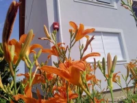 Orel Apartments 3*