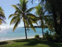 Coconuts 