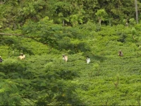 Diyaulpath Tea Garden Resort, Matugama 2*