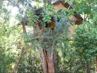 Tree House Midigama 