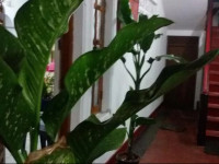 Vijus Hotel