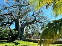 Baobab Beach Resort and Backpackers 