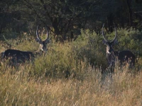 Gabus Game Ranch 