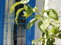 La Chambre Verte