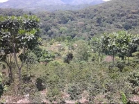 Bwindi Forest Farm 