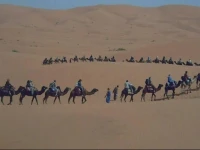 Camel Trekking Sahara Tour 