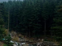 Suraj Cottage Manali 
