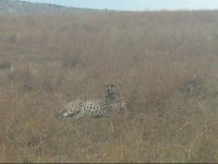 Destiny Eco Camp Mara 