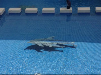 Villa Pajaros