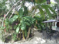 Casa Guanabana 