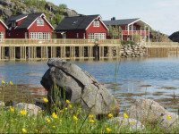 Lofoten Rorbusuiter