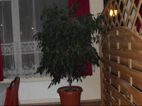Hotel Ava