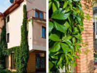 Apartament Bea