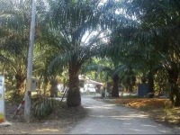 Sweet Dream Resort 1*