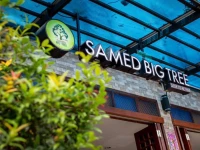 Samed Big Tree 
