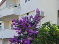 Villa Alea Guest House 