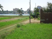Flowers Home Luxor 