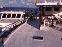 Flying Fish