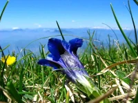 Genzianella 3*