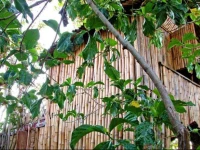 Great Huts 2*